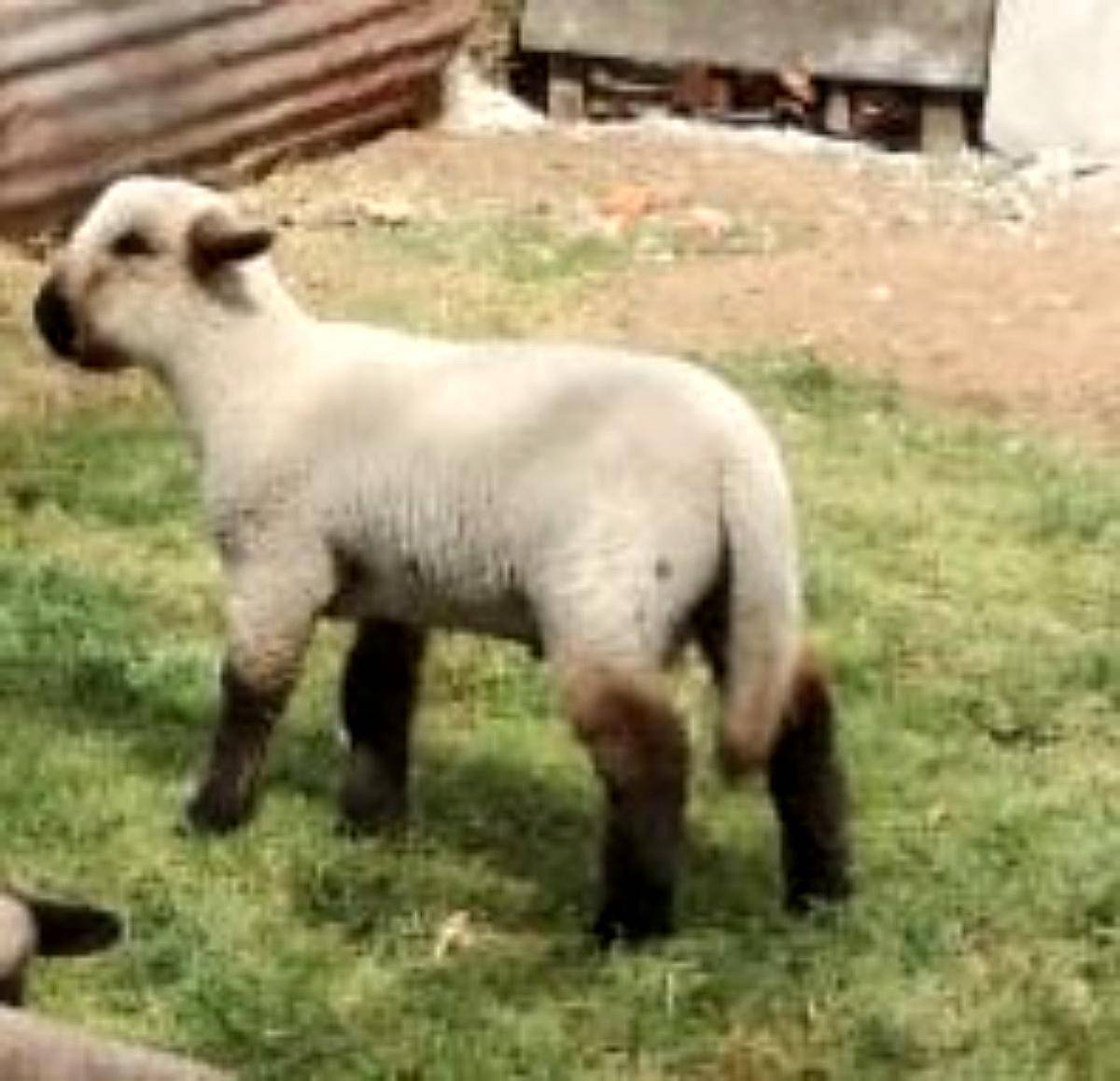 Cambio Cordero Macho Cara Negra con Borrego Cara Negra Agroads