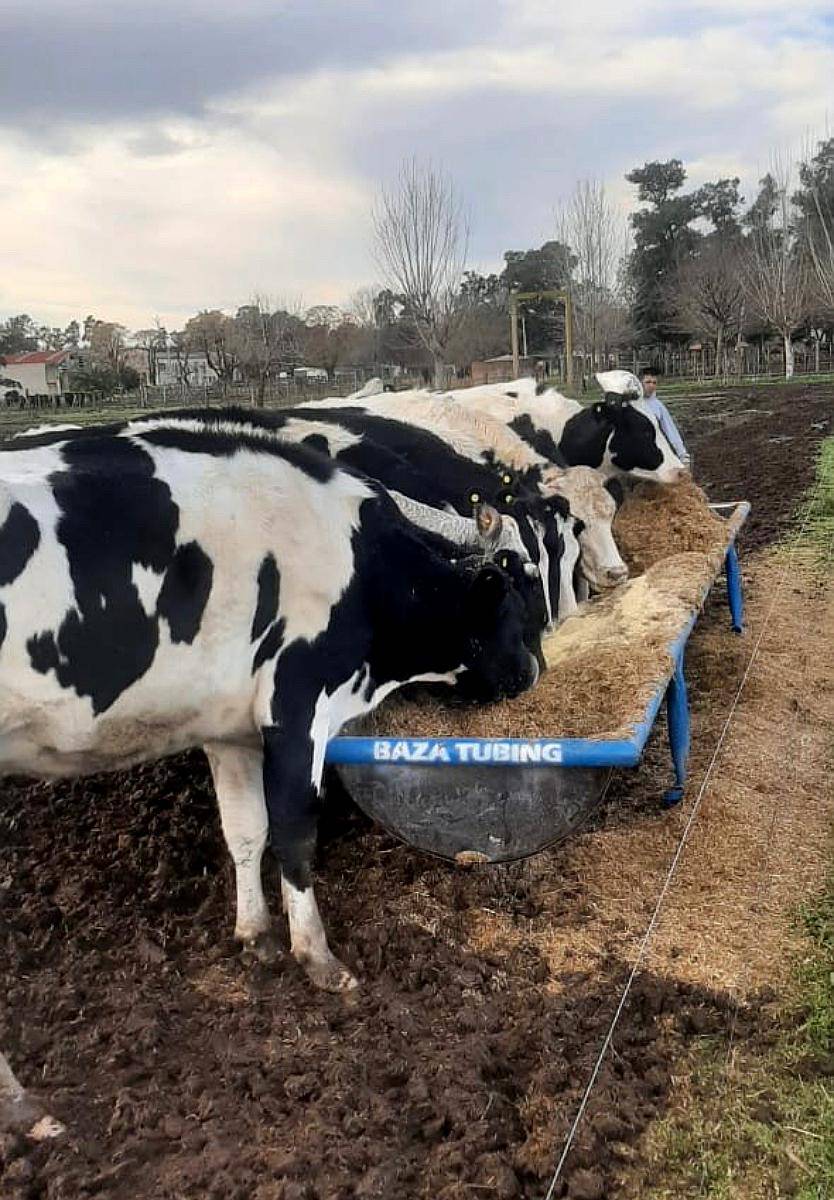Comederos de Acero Inoxidable (sin Iva).