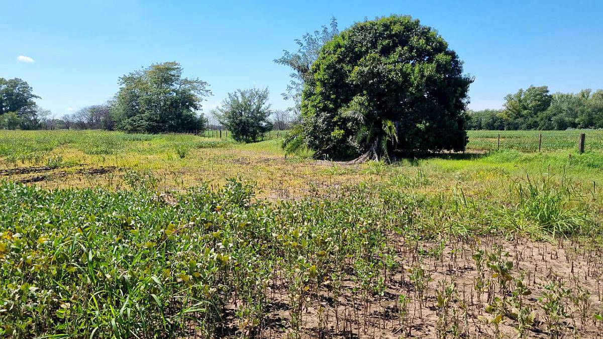 Mercedes. Oportunidad 13 Has Agrícolas . Excelente Ubicación