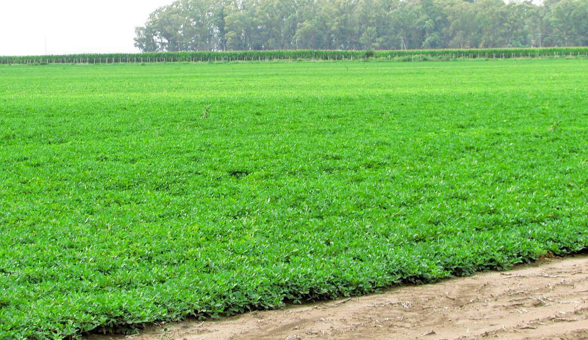 1166 Ha Mixtas Carlos Tejedor, BS. AS. Transf. Paq. Accion.