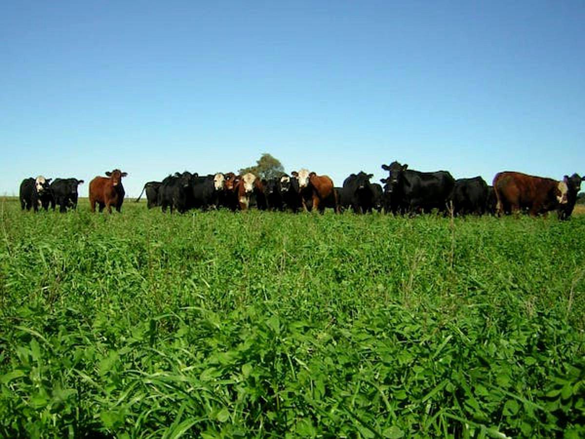 Venta de Campo en Uruguay. Estancia en Florida