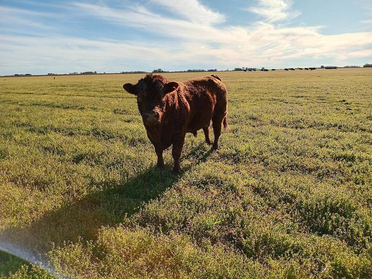 Toro Apto para Vaquillonas Limangus