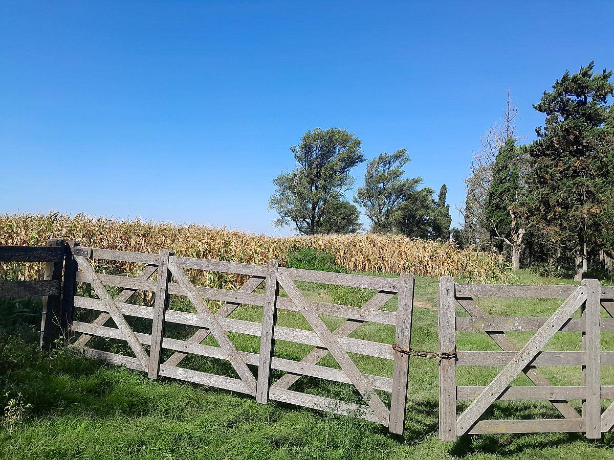 Vdo 300 Has Agrícola Mixto Alquilado Cerca Ruta 65 del Valle