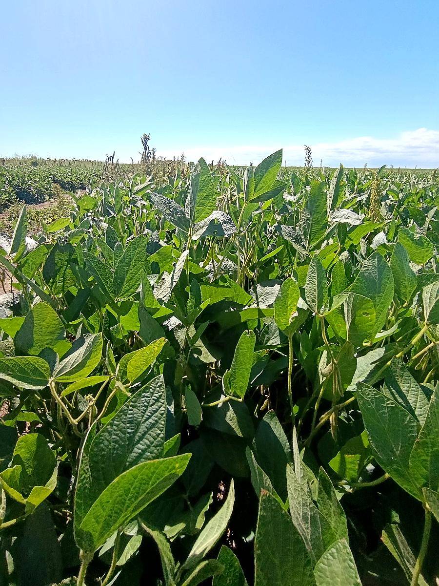 30 Has Agrícolas A° Dulce