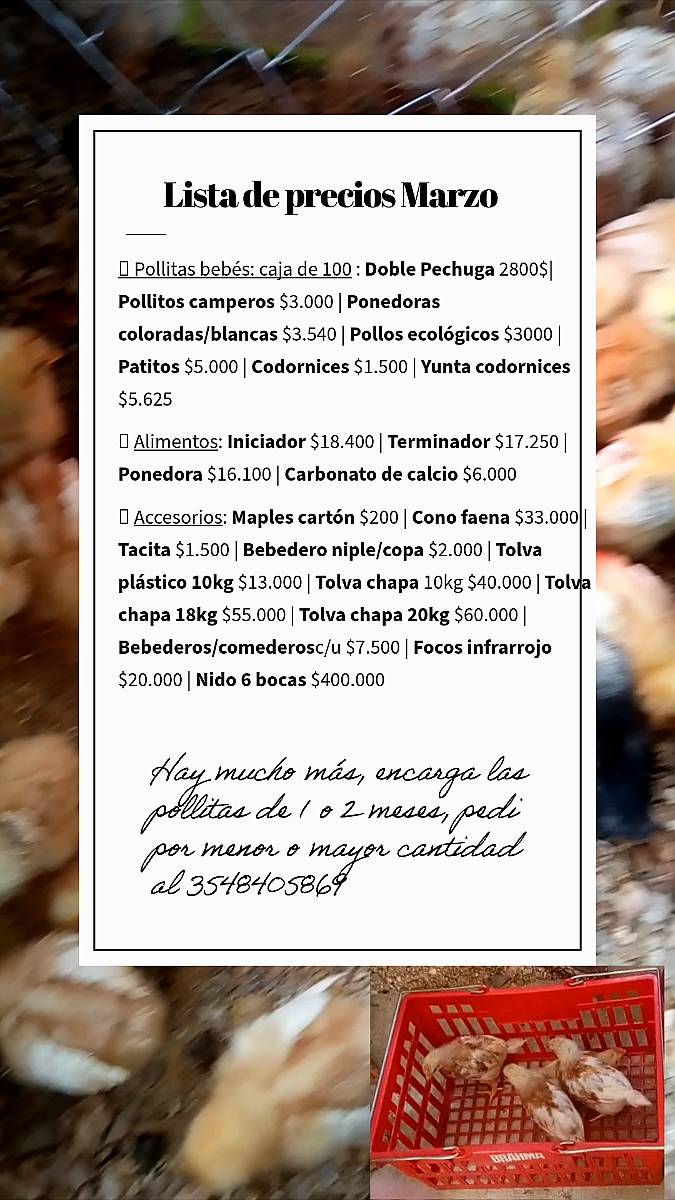 Gallinas Ponedoras ISA Brown