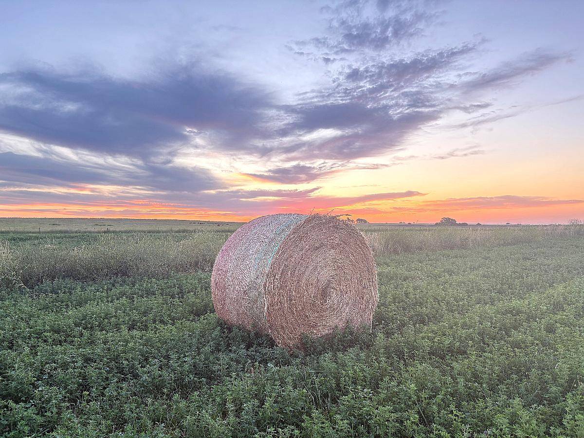Vendo Rollos de Alfalfa