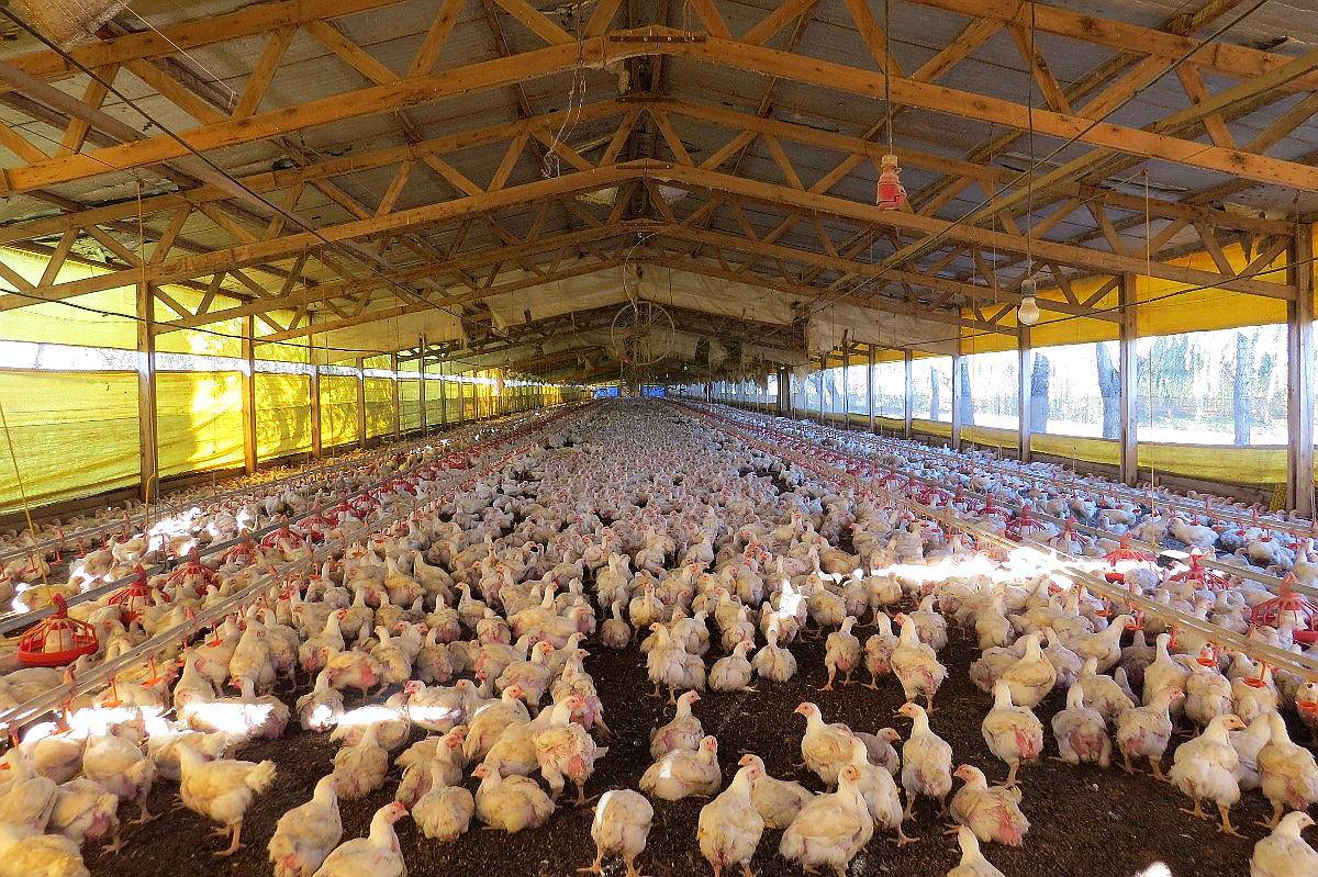 En Venta granja de 100.000 Pollos 10 Ha Cañuelas. 10 hectáreas. Agroads En Venta granja de 100.000 Pollos 10 Ha Cañuelas. 10 hectáreas. Agroads