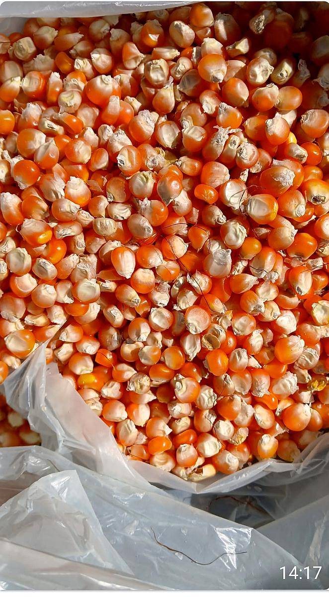 Semillero en Crecimiento Maíz Originalal