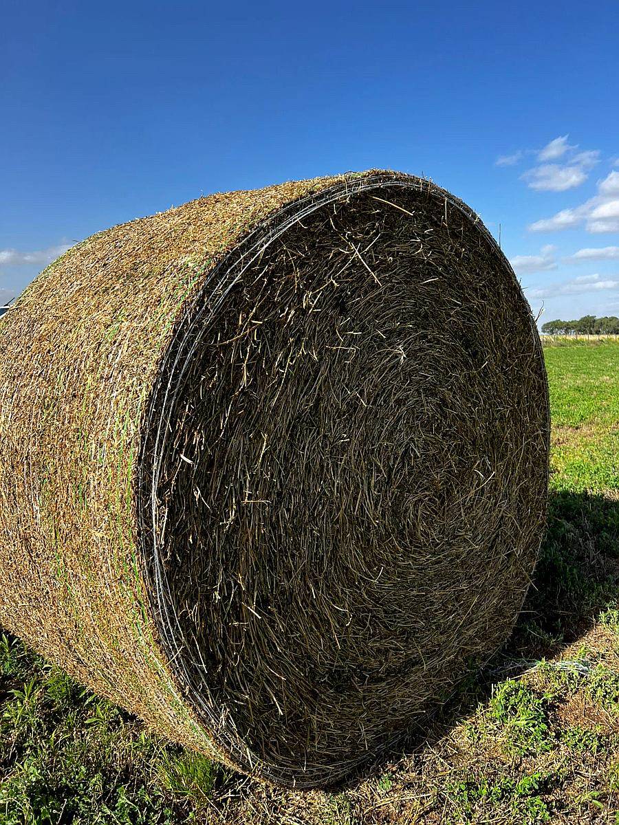 Rollos de Alfa. Villa Maria/ausonia