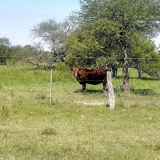 Vendo Campo de Monte