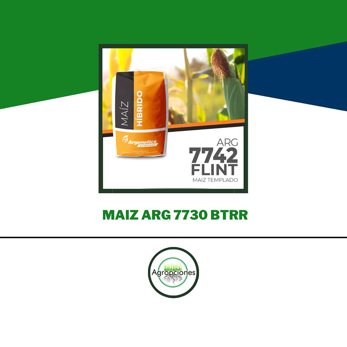 Semilla de Maiz 7742 Flint