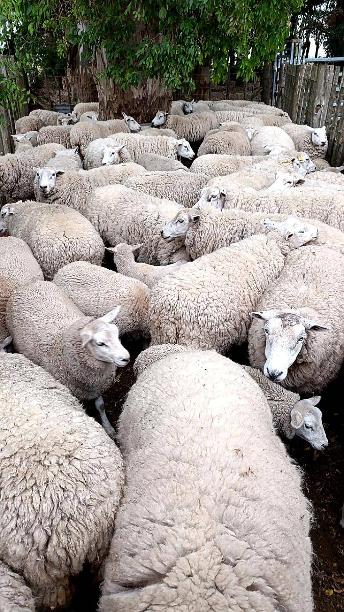 Ovejas Texel MÁS 1 Carnero