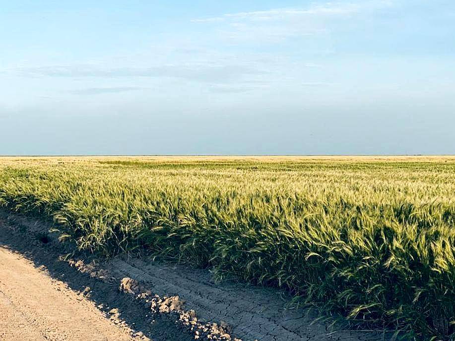 Pinto, Aguirre, Santiago del Estero - 4.593 Ha