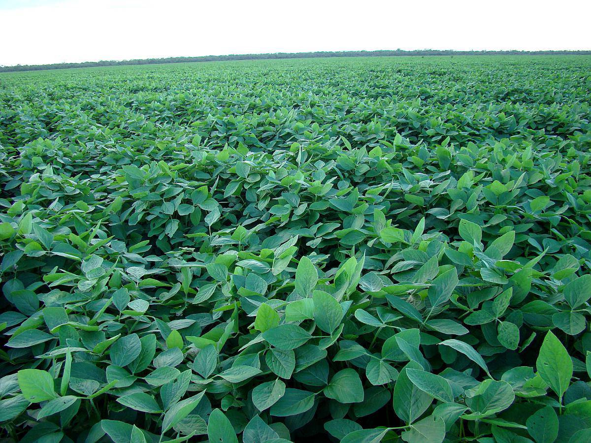 Cordoba -400 Has.- Excelente Campo-
