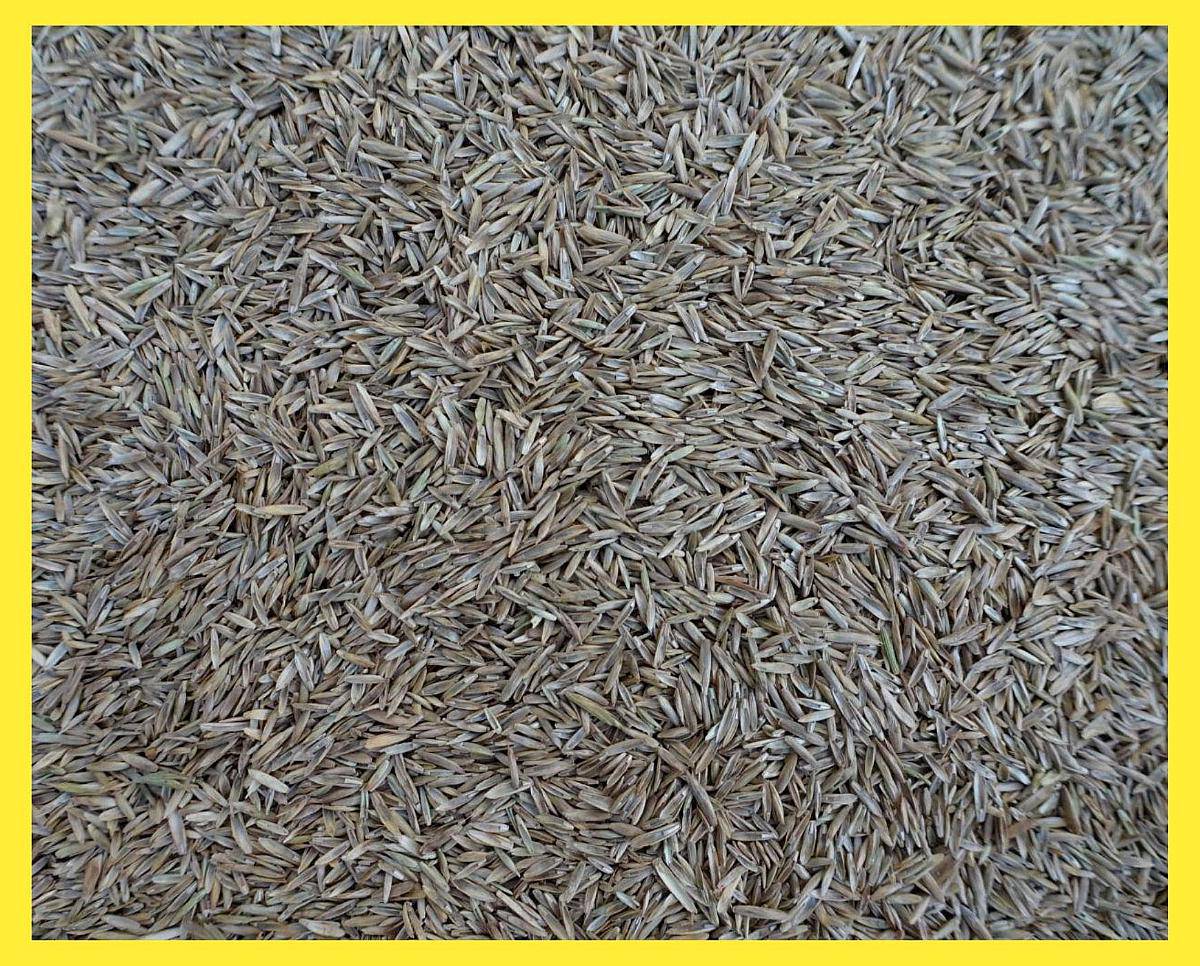 Compramos REY Grass (tetraploide) en Zonas Productoras