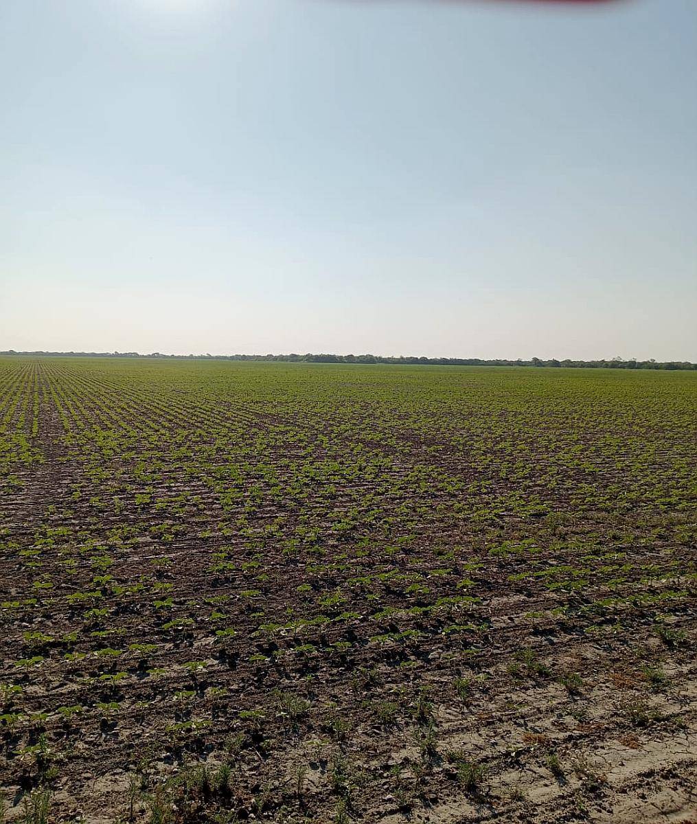 Campo Agricola en Venta 500 Has Santa Sylvina Chaco