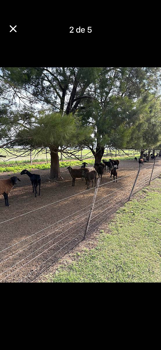 Borregas y Carneros Santa Inés