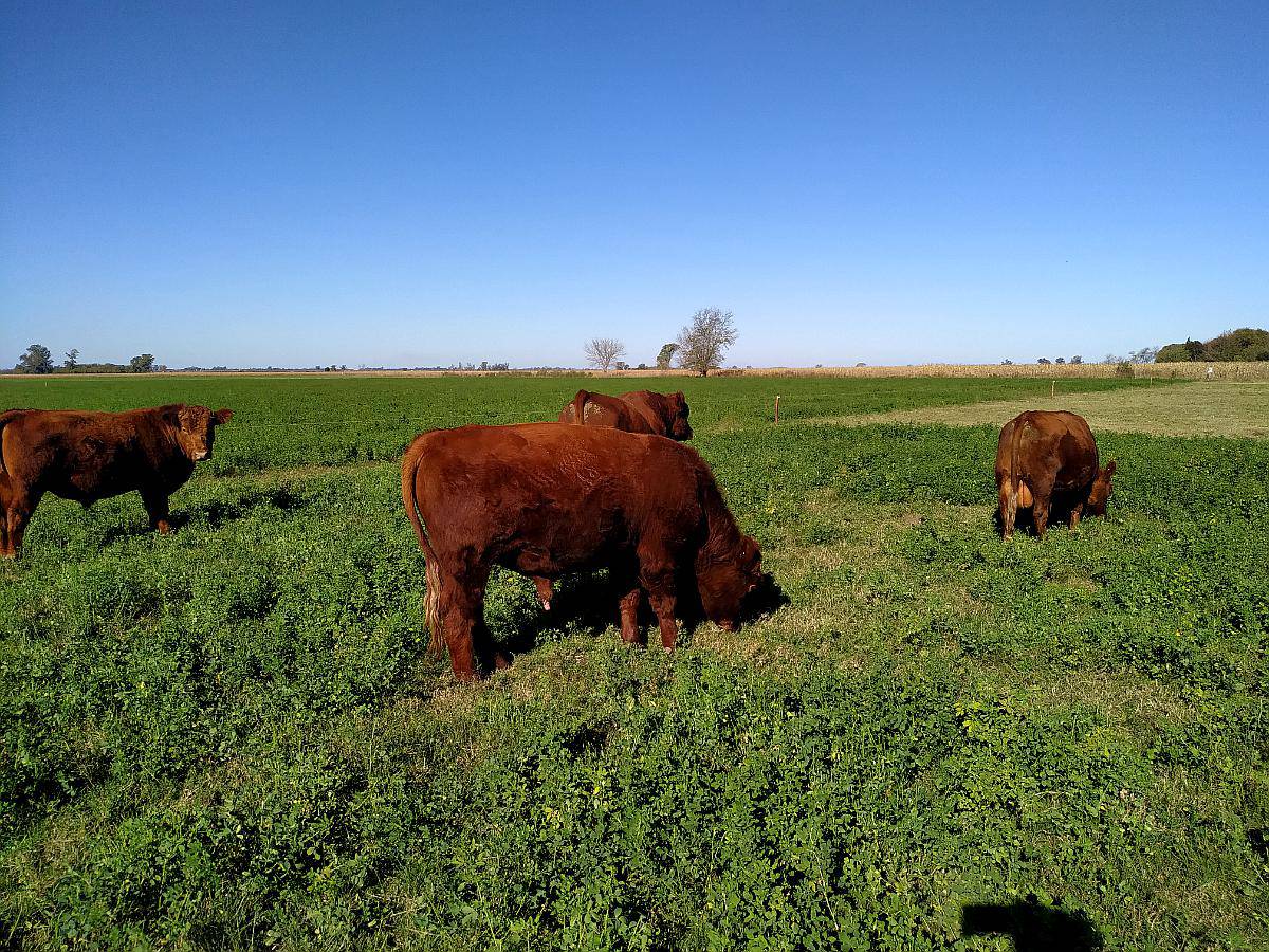 Vendo Toros Angus Colorado - Agroads