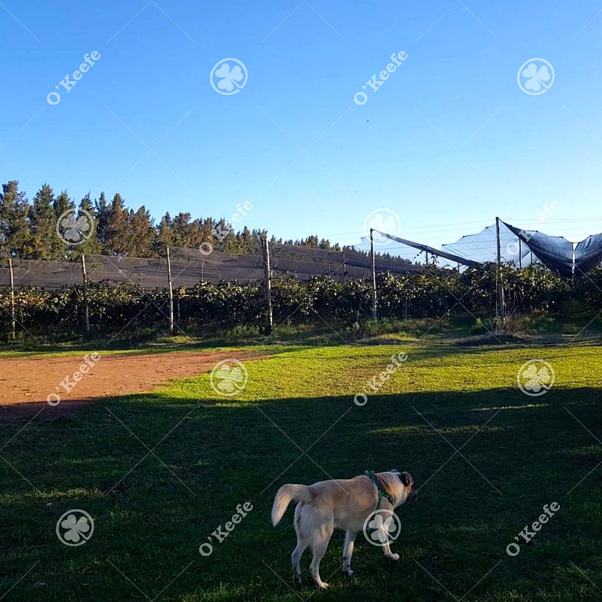 Chacra en Venta de 32 Has en San Pedro. Producción de Kiwi.