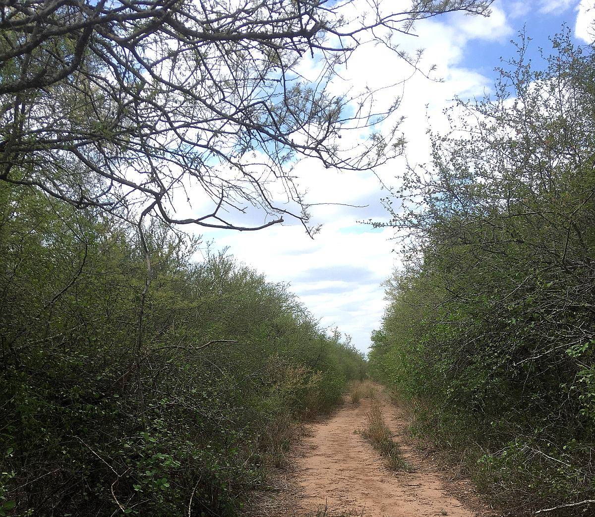 Cuchuy, Salta - 2700 Has
