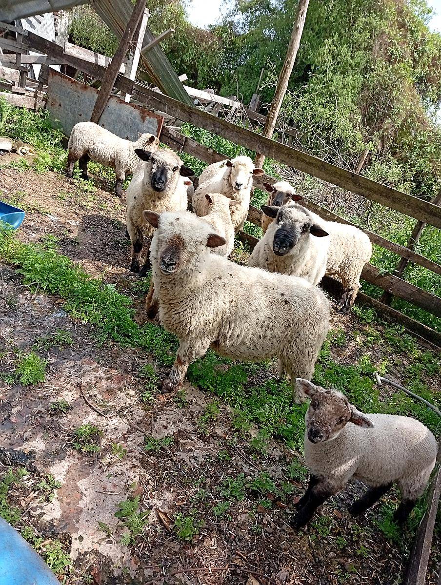 Lote de 6 Ovejas y 1 Carnero Hampshire Down