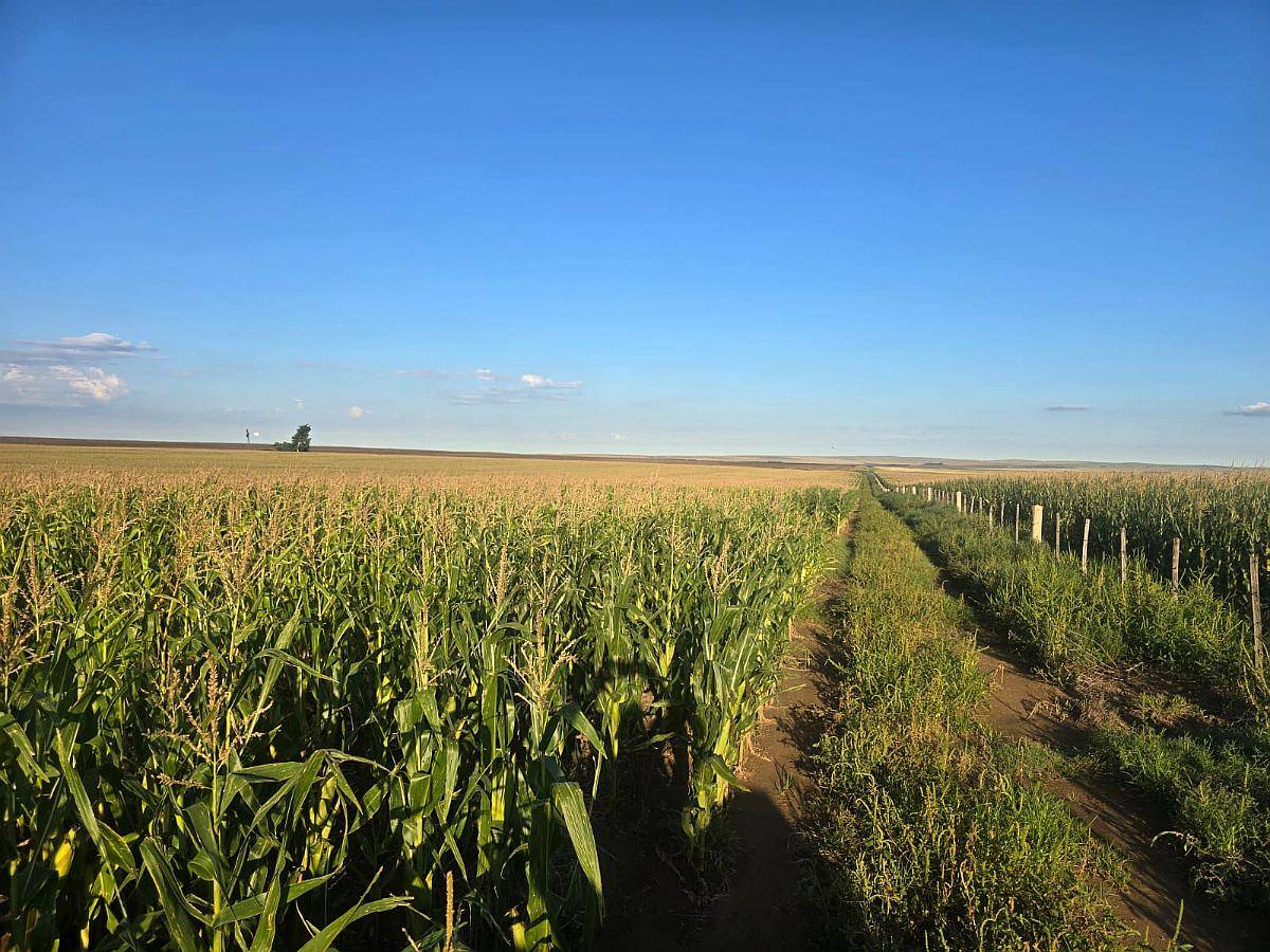 En Alquiler 1000 Ha Agrícolas Punilla