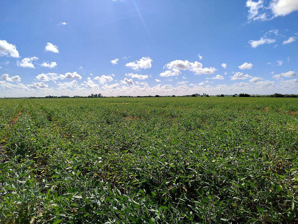 Vendo 82 Has en Zona Pueblo Cazes Villa Elisa ER