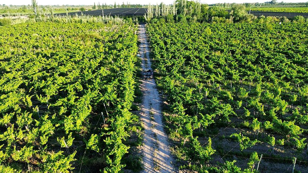 Finca 5.5 Ha con D° de Riego, Junin, Mendoza