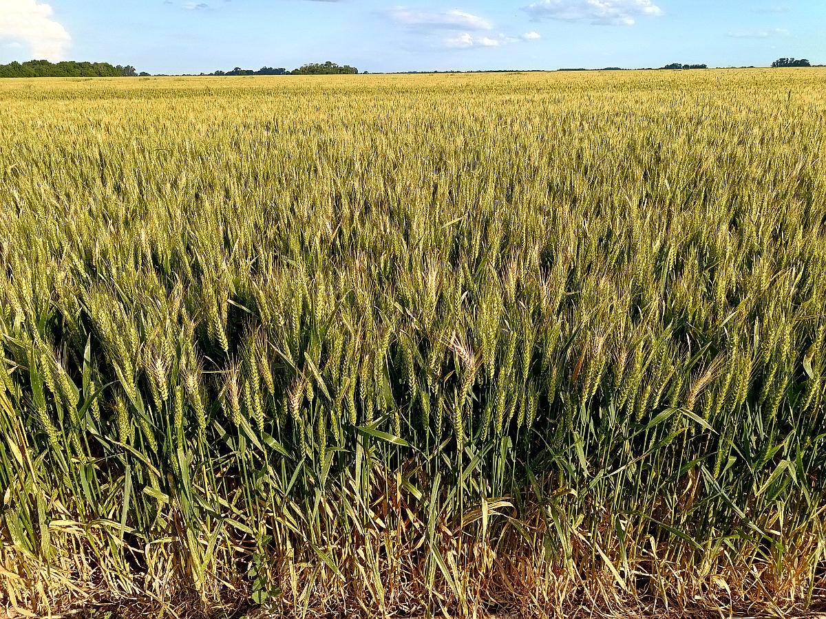 550 Has San Cayetano Necochea Todo Agrícola