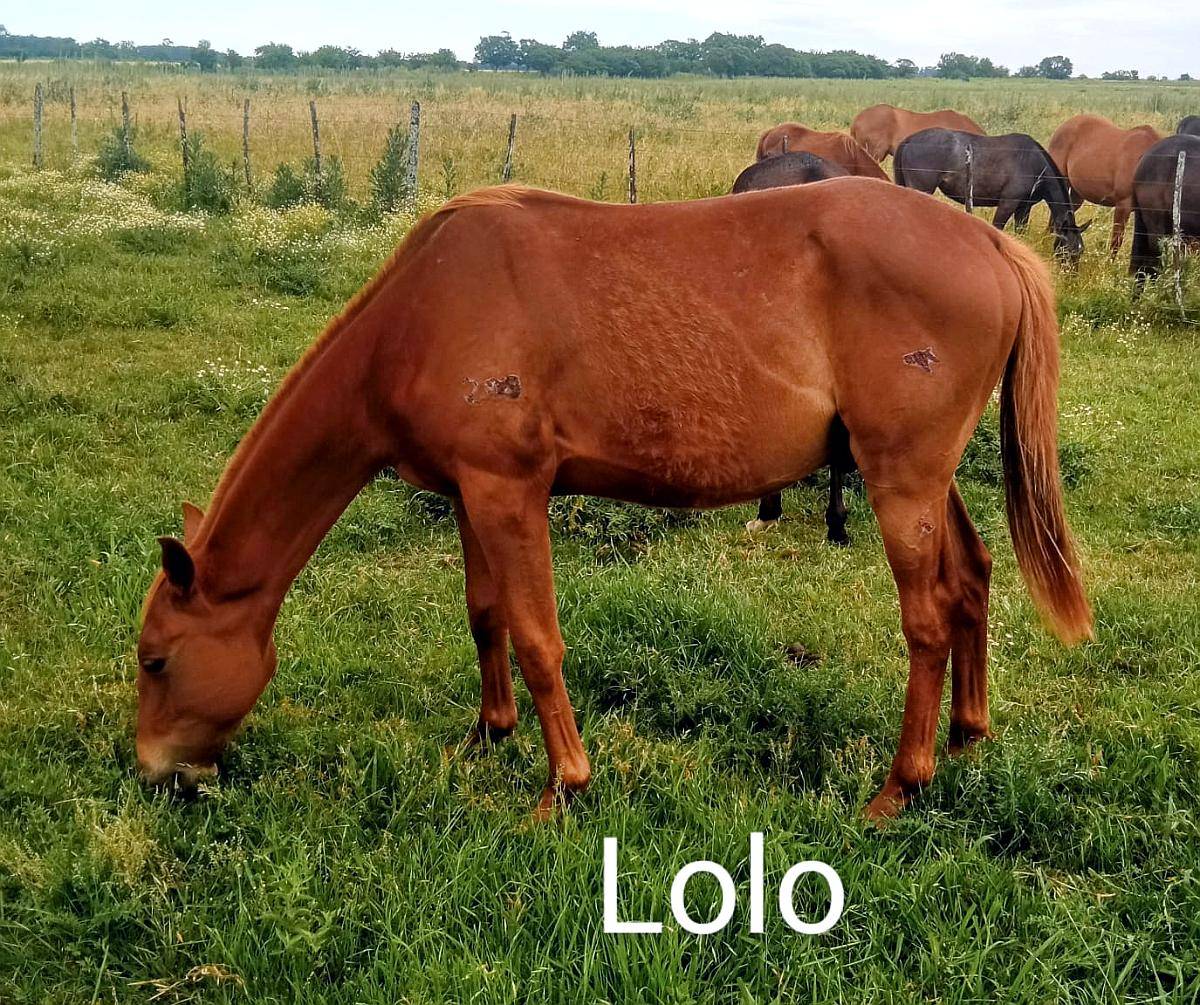 Vendo 2 Potros XA Deporte en R8 KM90