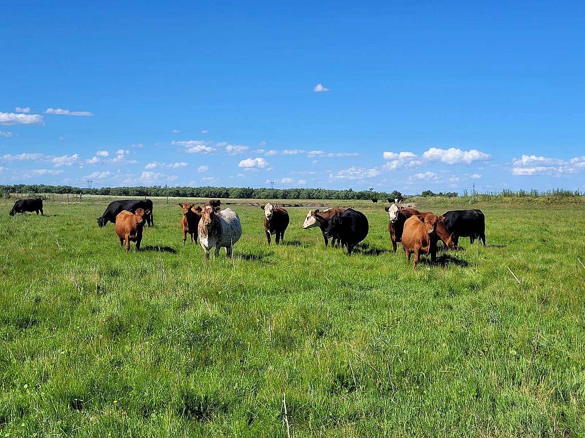 En Venta Campo Mixto de 121 Has en Ingenio Moneta San Pedro