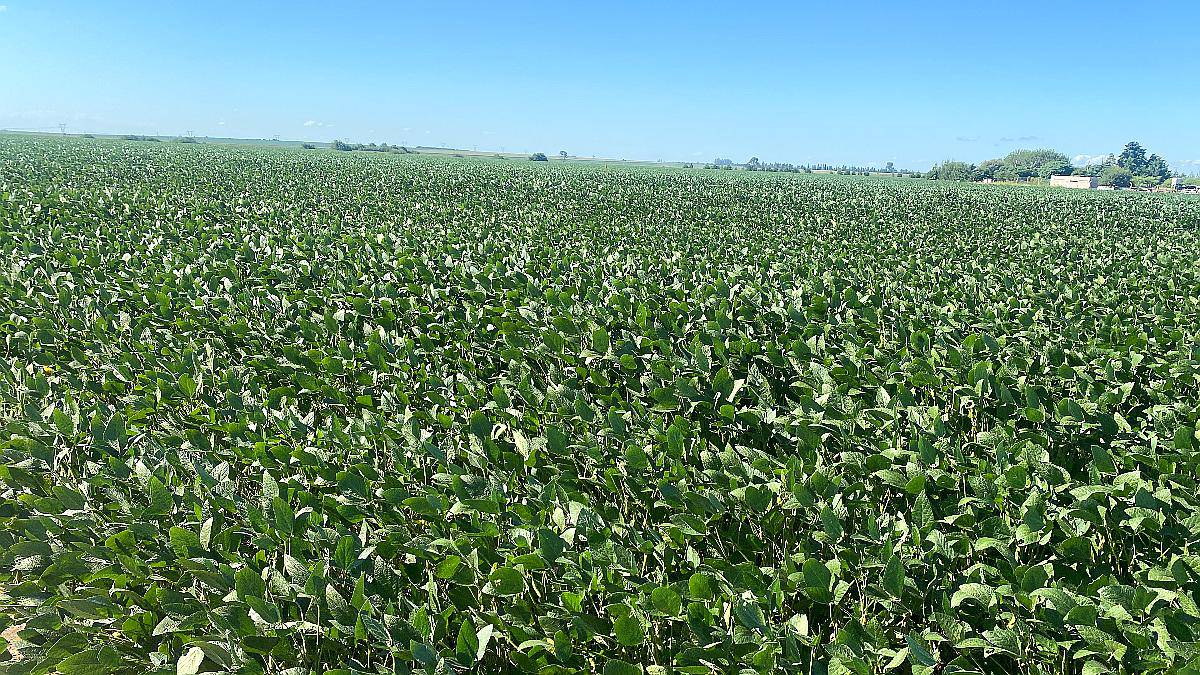 Leones 55 Has - Suelo 1 IP 90