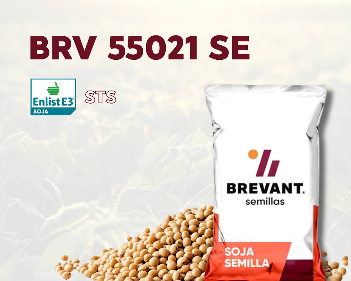 Semilla Brevant - Soja BRV 55021 SE