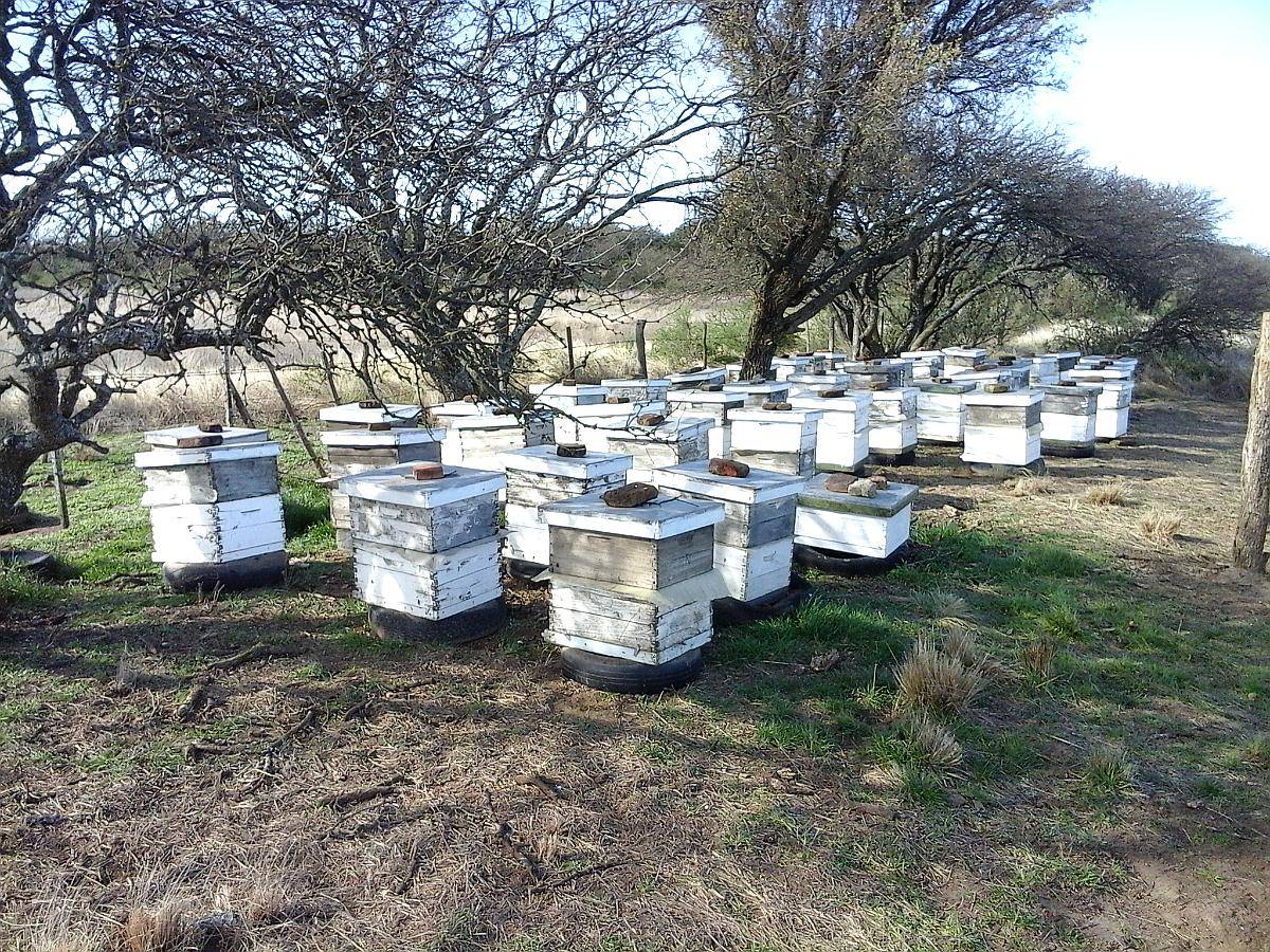 Lote Colmenas en Producción