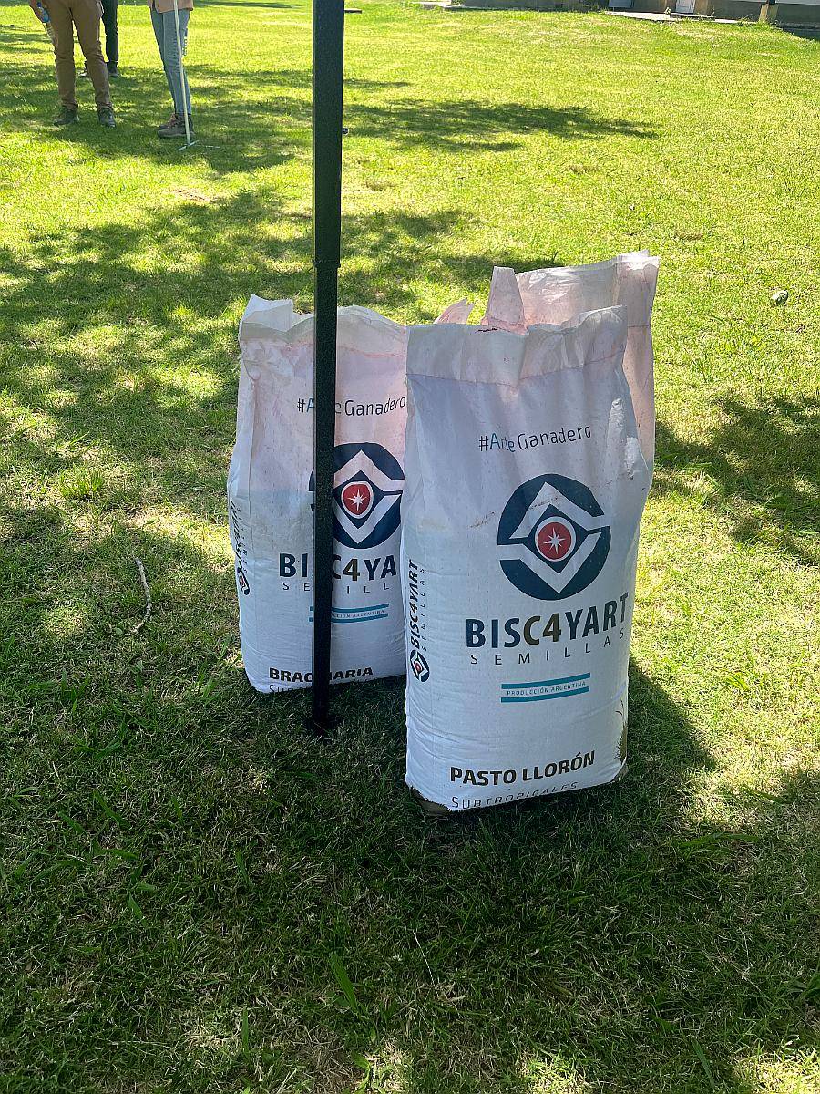 Semillas de Pasto Lloron