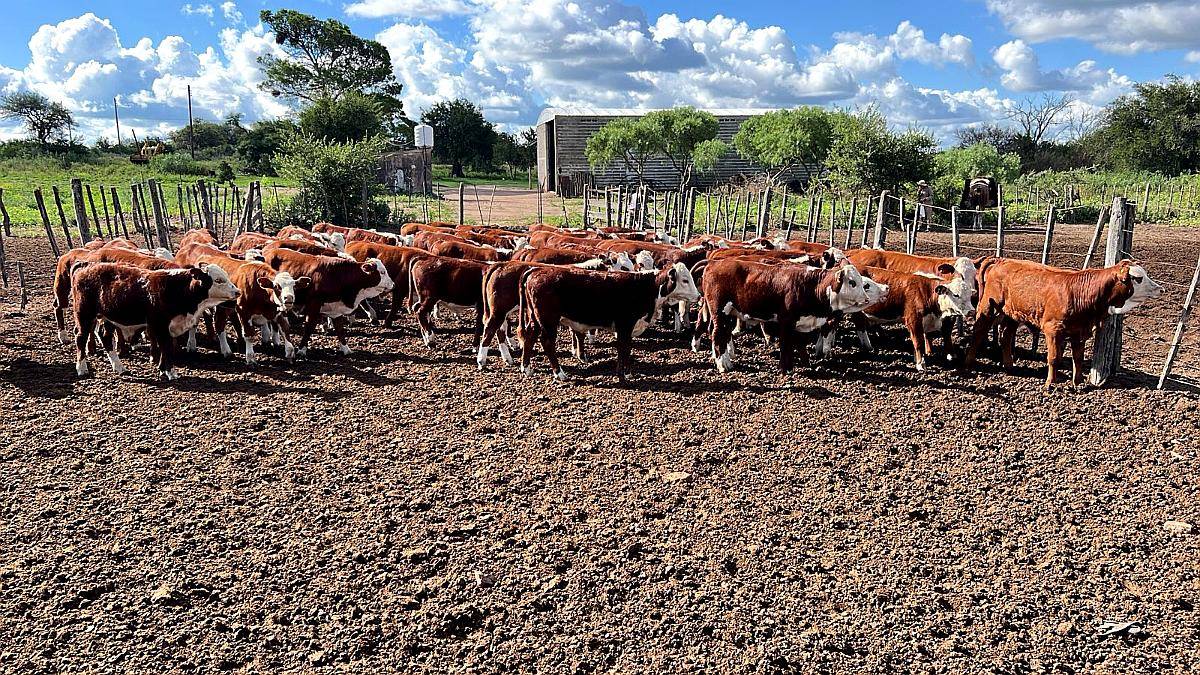 Compro Invernada 180kg-200kg de Contado