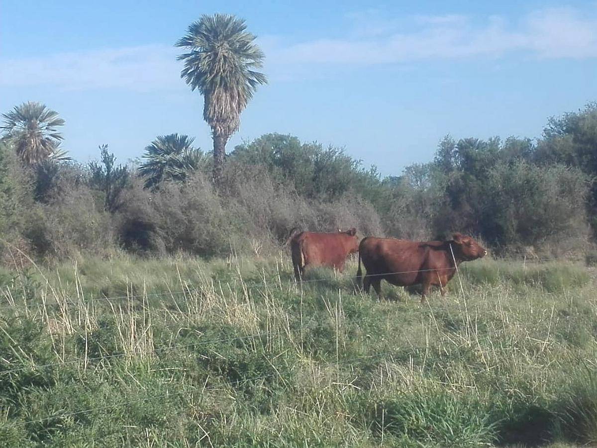 Papagayos - 1034 Ha - San Luis