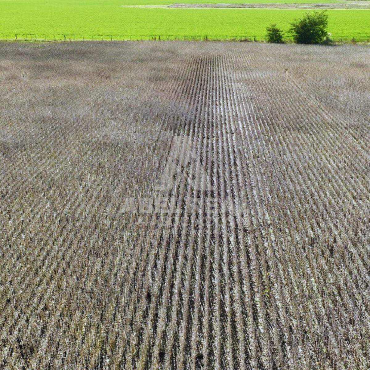 30 Ha Bermúdez Prov. de Buenos Aires