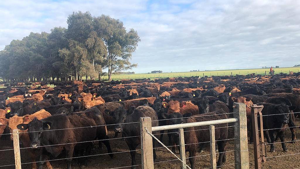 Estancia Ganadera Ideal Cria