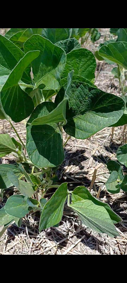Campo 27 Ha Rosario del Tala Soja Trigo Sorgo