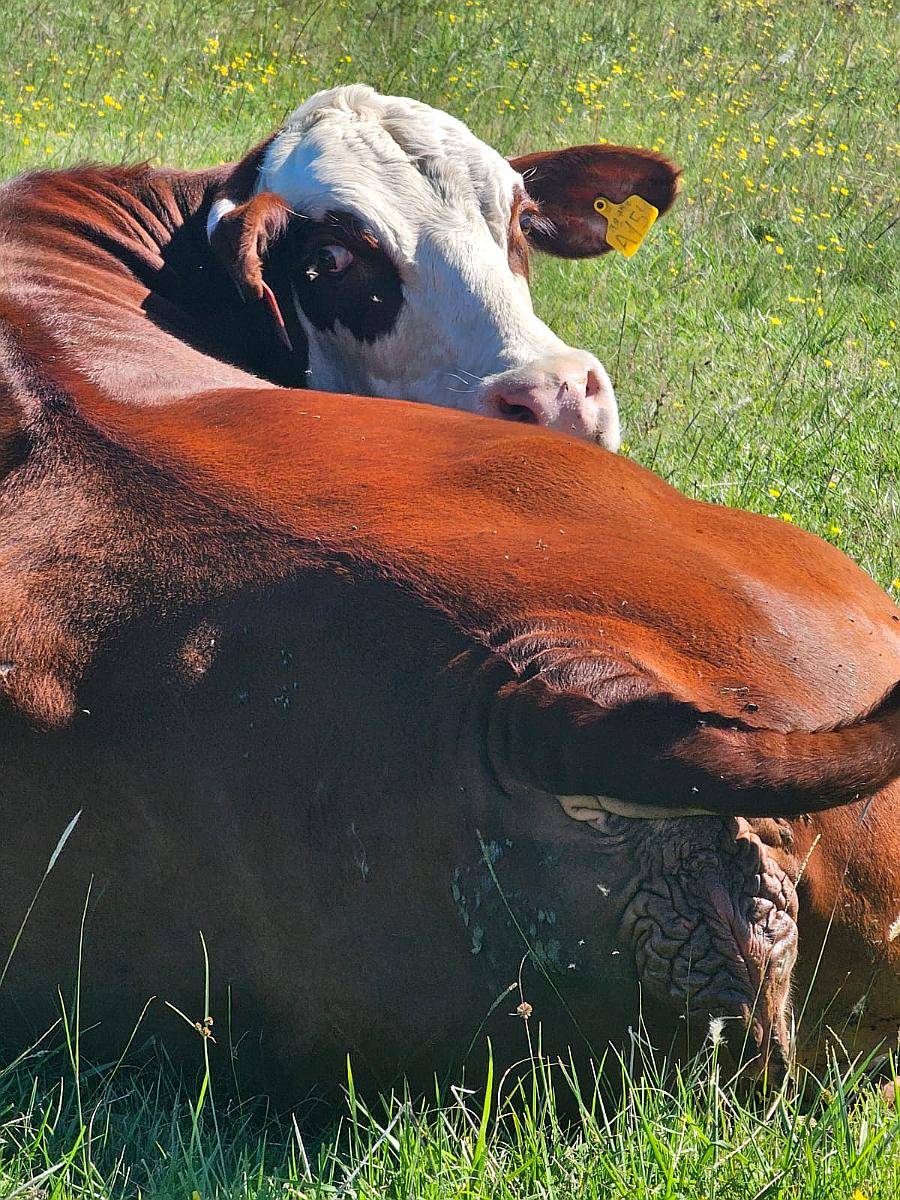 Campo Venta Mixto 3900 Ha Tandil AYA