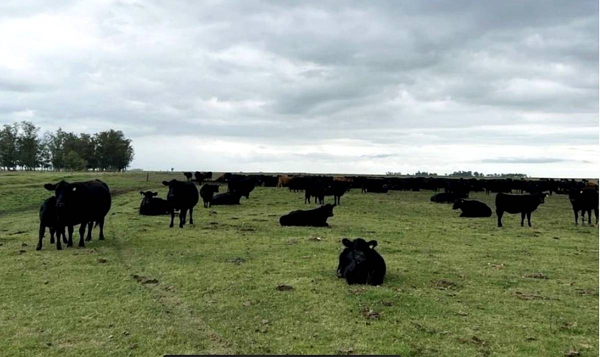 Venta Campo Ganadero 910 Ha Dolores Buen Acceso