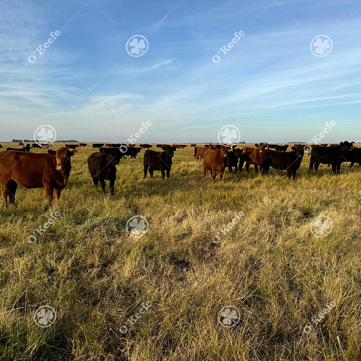 Campo Ganadero en Venta de 344 Has en Dolores