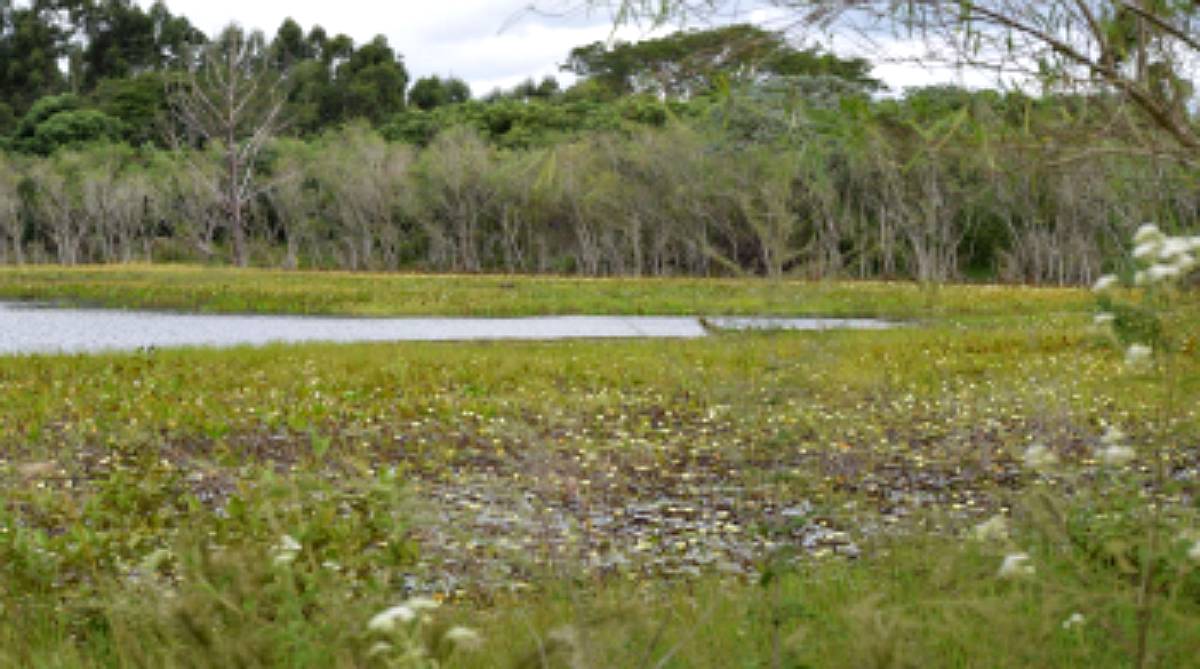 520 Hectareas en Corrientes