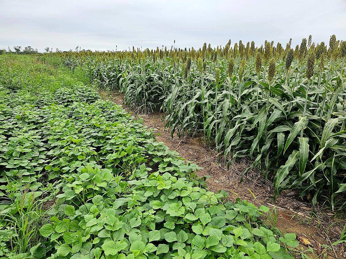 650 Has. Agrícolas en Bobadal, Santiago del Estero.