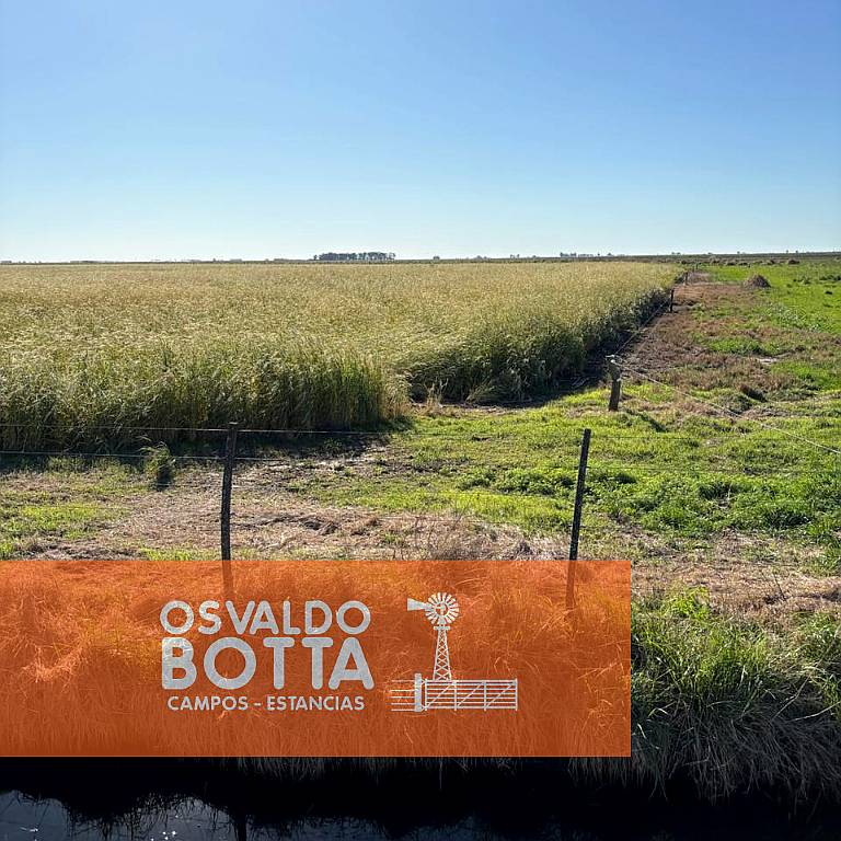 Campo Mixto en Venta, 1654has Carlos Tejedor