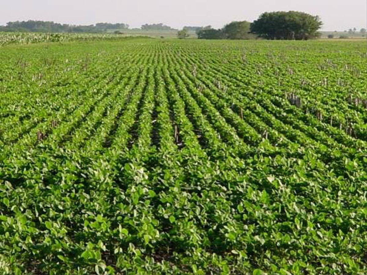 Campo Agrícola Sembrables 500 Has