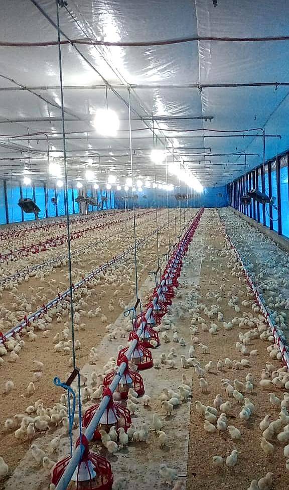 Granja Avícola. 92.000 Pollos Entre Rios