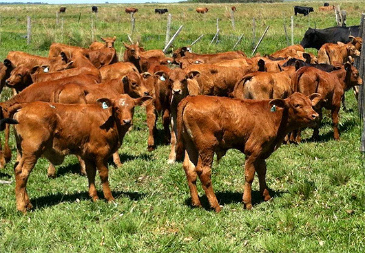 Origenes Ganaderos Opcion 220 Terneros Brangus Puros - Agroads