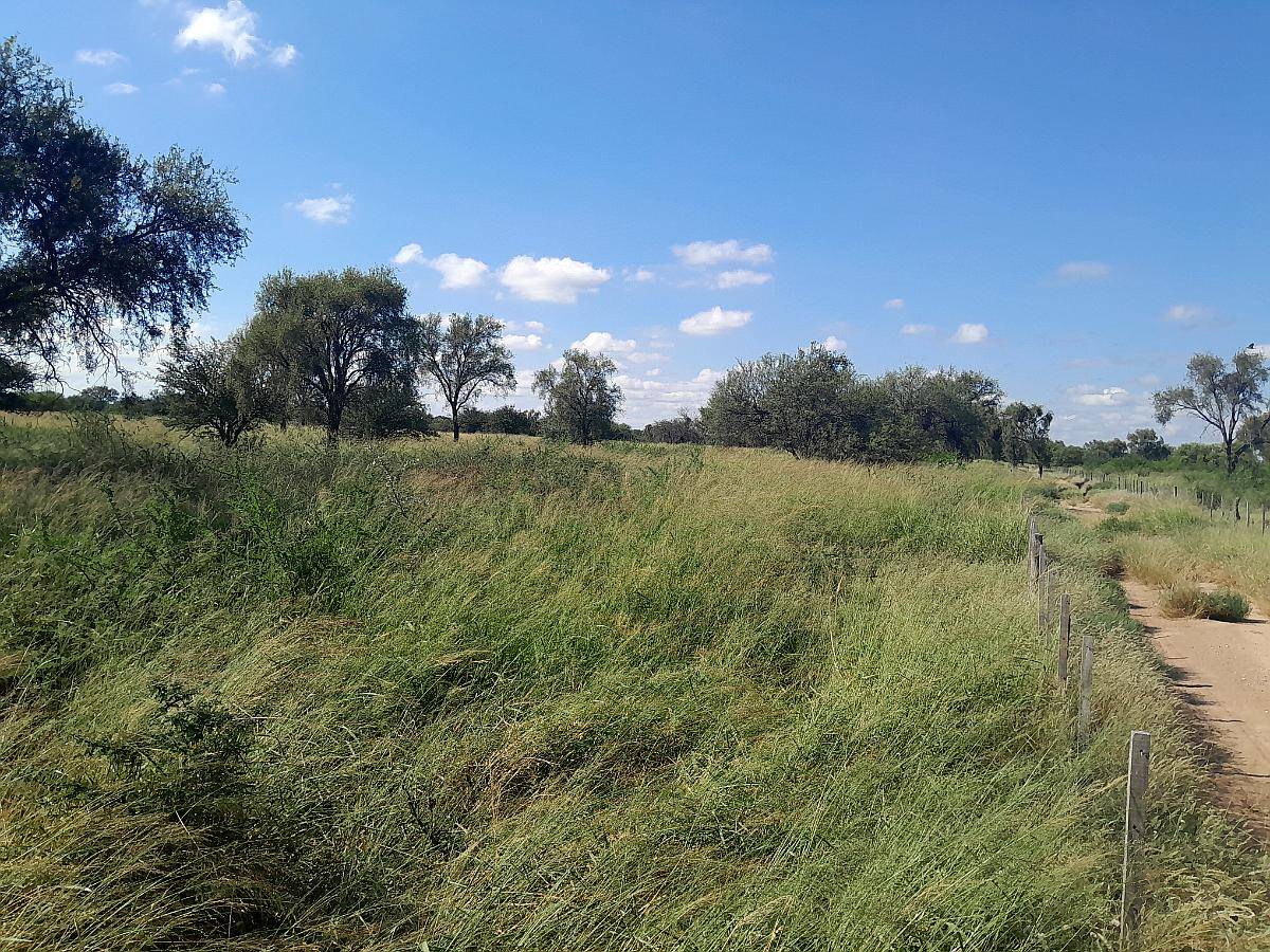 Vdo 1209 Has Mixto Ganaderas Silvopastoril en NOE CBA 700xha